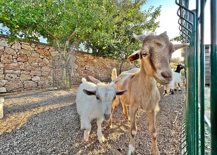 Otel Turnaboğazı çiftlik